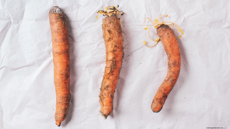 Understanding Deformed Carrots: Causes & Solutions