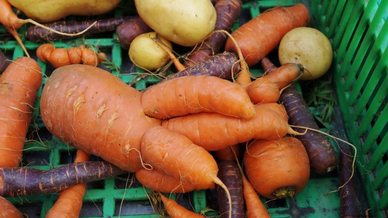 Understanding Deformed Carrots: Causes & Solutions