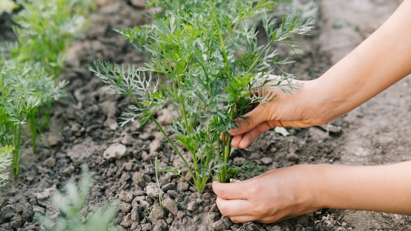 Understanding Deformed Carrots: Causes & Solutions