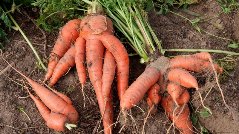 Understanding Deformed Carrots: Causes & Solutions