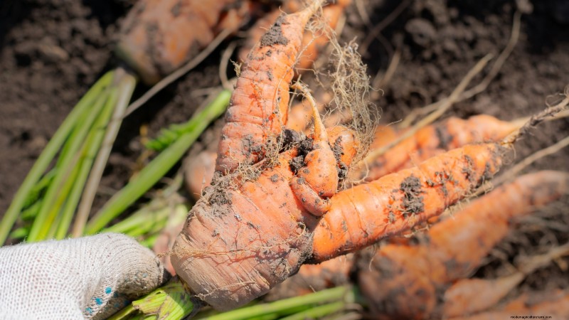 Understanding Deformed Carrots: Causes & Solutions