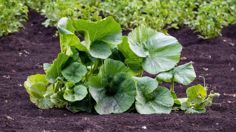 Pumpkin Plant Wilting: Causes, Diagnosis & Solutions