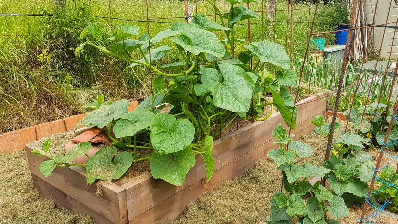 Pumpkin Plant Wilting: Causes, Diagnosis & Solutions