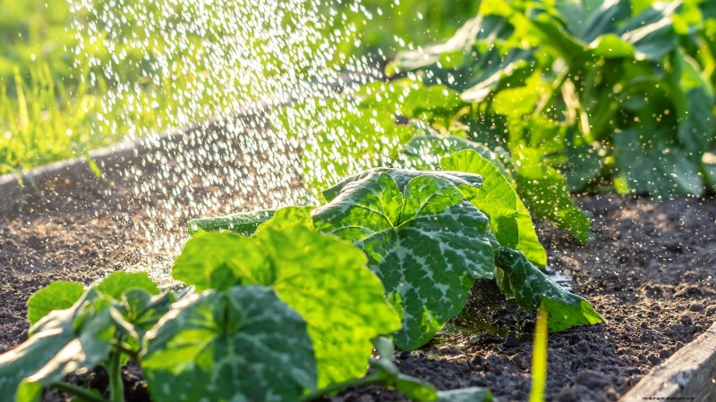 Pumpkin Plant Wilting: Causes, Diagnosis & Solutions