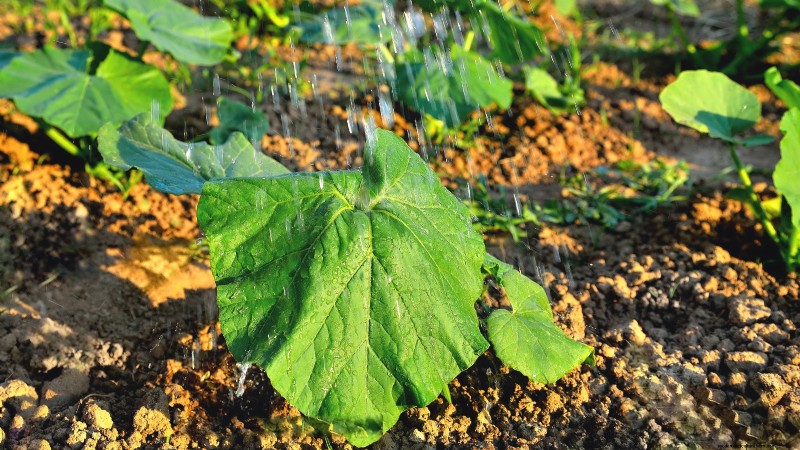 Pumpkin Plant Wilting: Causes, Diagnosis & Solutions