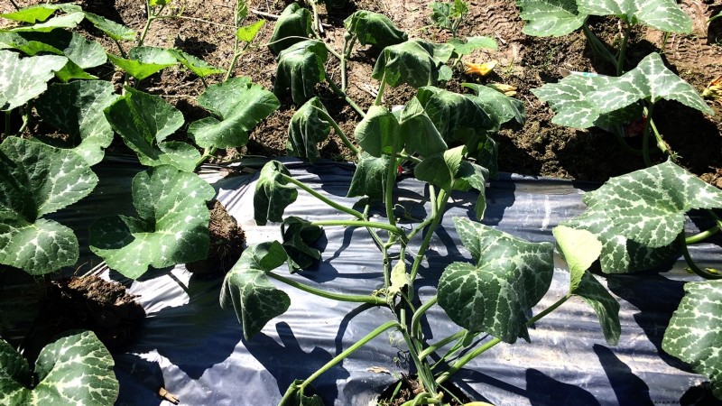 Pumpkin Plant Wilting: Causes, Diagnosis & Solutions