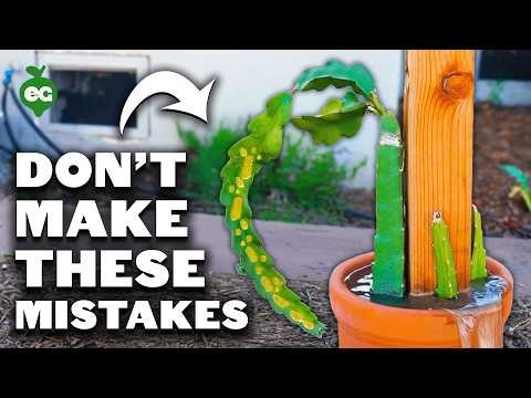 Dragon Fruit Growing Guide: Troubleshooting Common Problems
