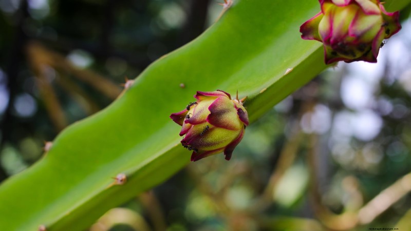 Dragon Fruit Growing Guide: Troubleshooting Common Problems
