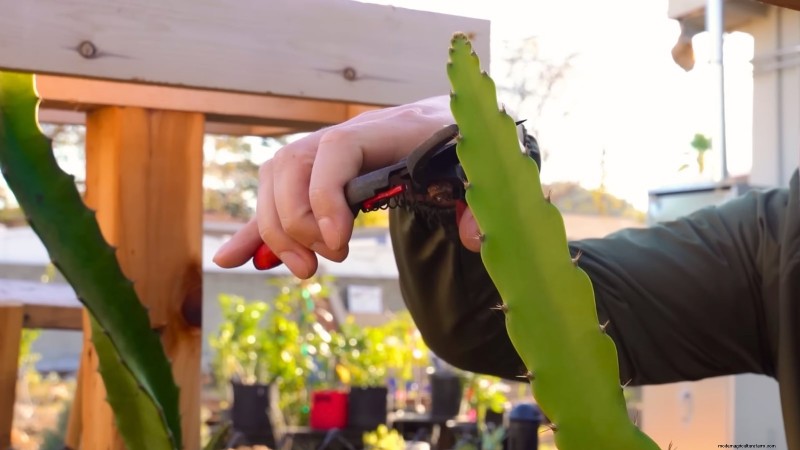 Dragon Fruit Growing Guide: Troubleshooting Common Problems