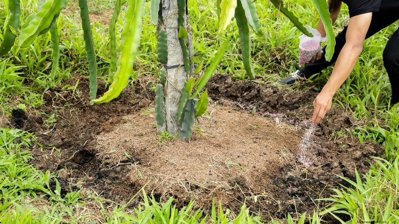 Dragon Fruit Growing Guide: Troubleshooting Common Problems