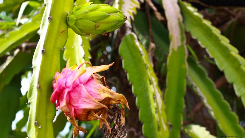Dragon Fruit Growing Guide: Troubleshooting Common Problems