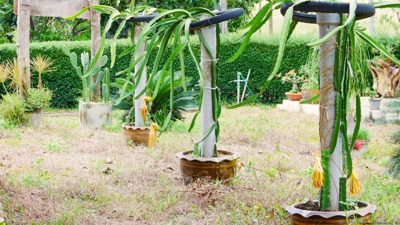 Dragon Fruit Growing Guide: Troubleshooting Common Problems