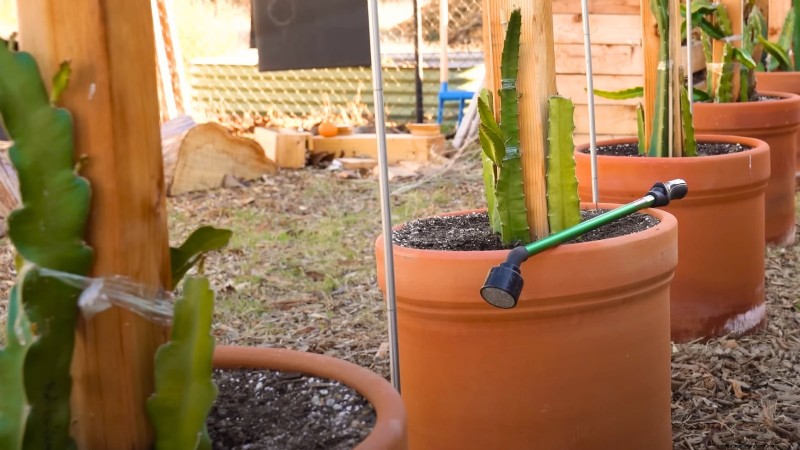 Dragon Fruit Growing Guide: Troubleshooting Common Problems