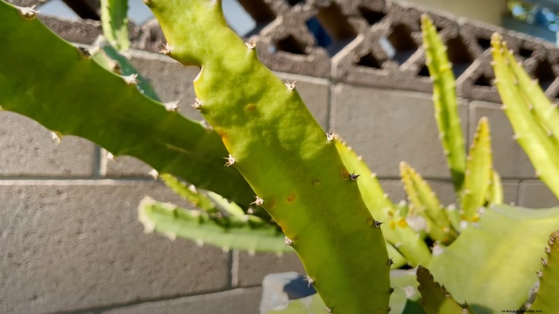 Dragon Fruit Growing Guide: Troubleshooting Common Problems