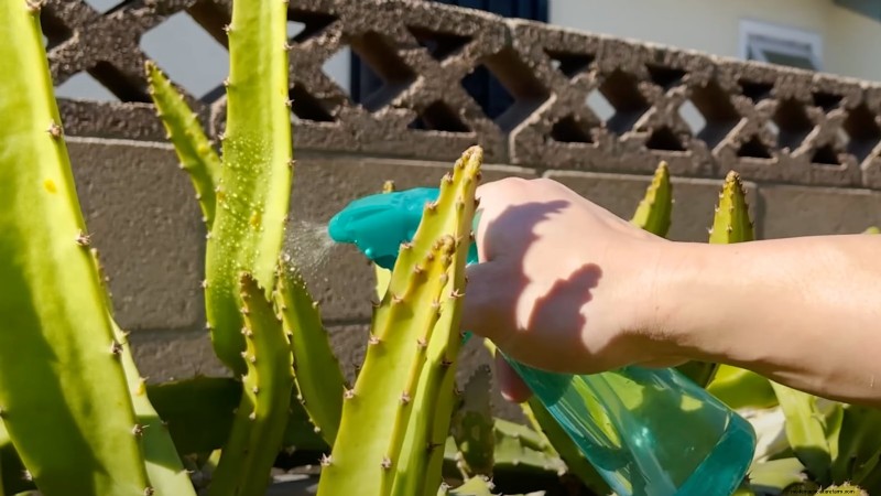 Dragon Fruit Growing Guide: Troubleshooting Common Problems