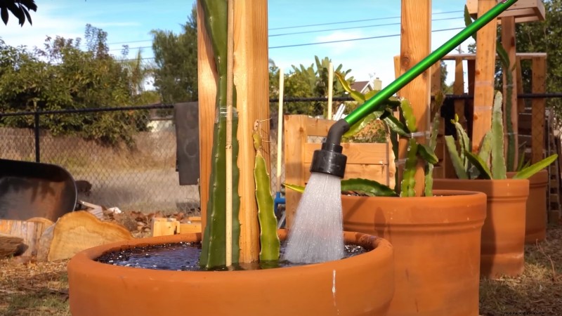 Dragon Fruit Growing Guide: Troubleshooting Common Problems