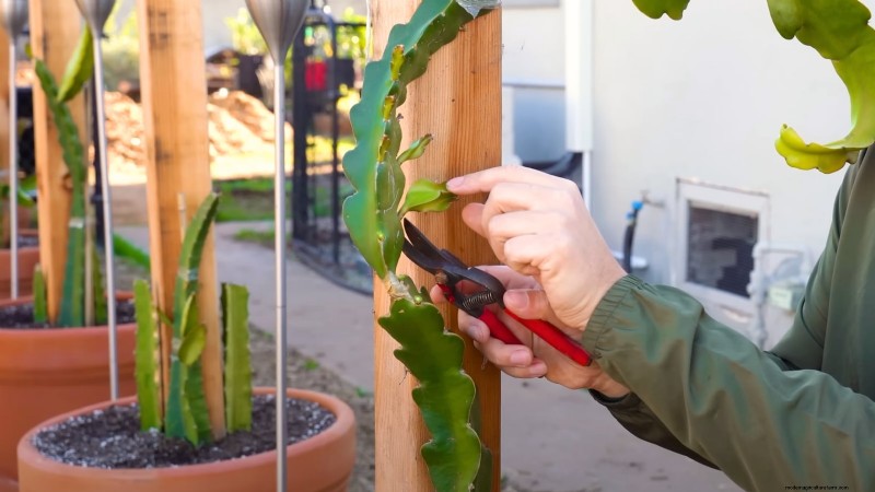 Dragon Fruit Growing Guide: Troubleshooting Common Problems