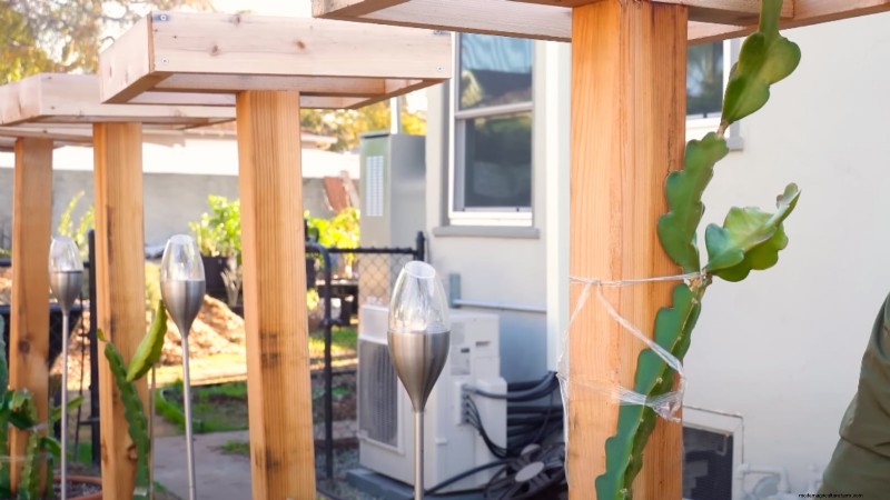 Dragon Fruit Growing Guide: Troubleshooting Common Problems