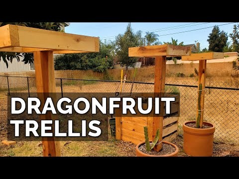 Dragon Fruit Growing Guide: Troubleshooting Common Problems