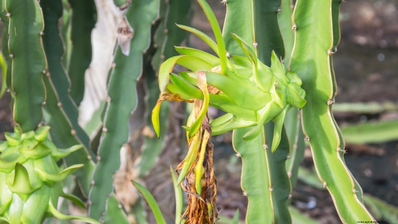 Dragon Fruit Growing Guide: Troubleshooting Common Problems