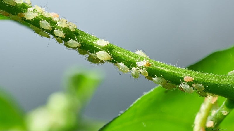 Pepper Plant Pests: Identification & Natural Control