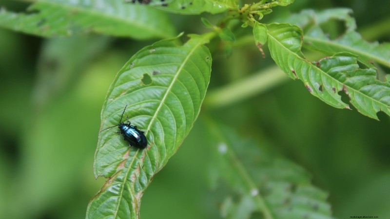 Pepper Plant Pests: Identification & Natural Control