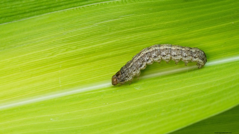 Pepper Plant Pests: Identification & Natural Control