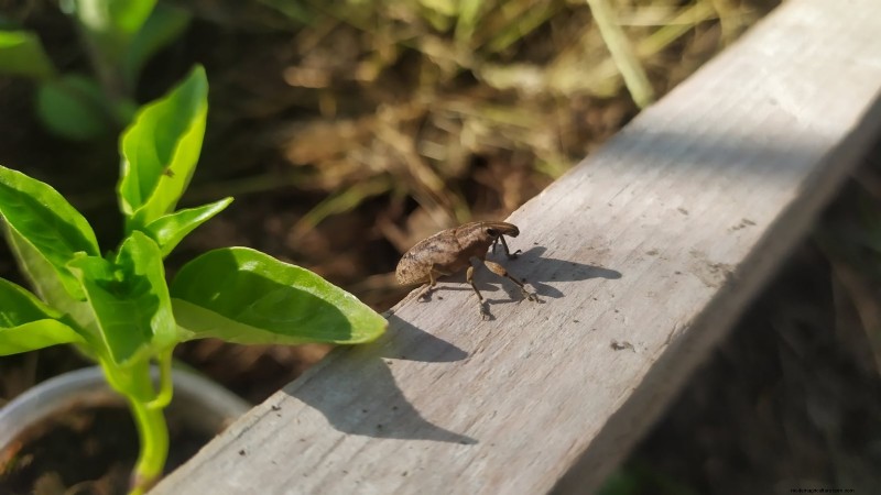 Pepper Plant Pests: Identification & Natural Control