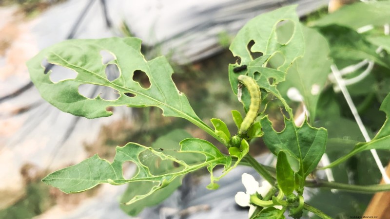 Pepper Plant Pests: Identification & Natural Control