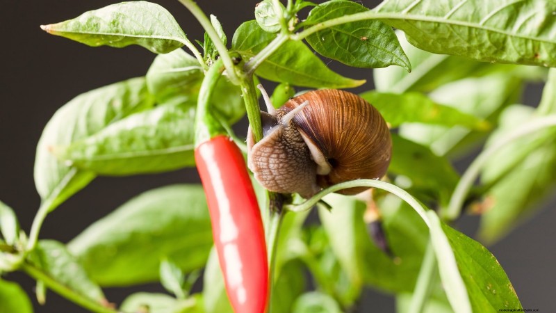 Pepper Plant Pests: Identification & Natural Control
