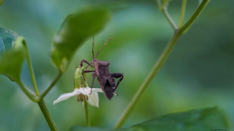 Pepper Plant Pests: Identification & Natural Control