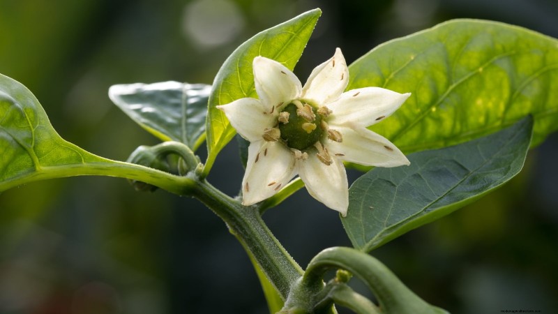 Pepper Plant Pests: Identification & Natural Control