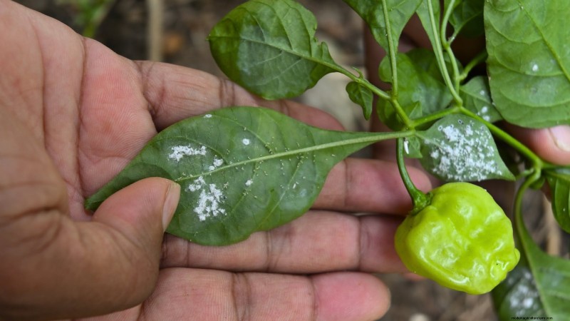 Pepper Plant Pests: Identification & Natural Control