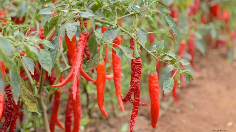 Optimal Pepper Plant Spacing: Maximize Yield & Growth