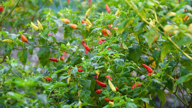 Optimal Pepper Plant Spacing: Maximize Yield & Growth