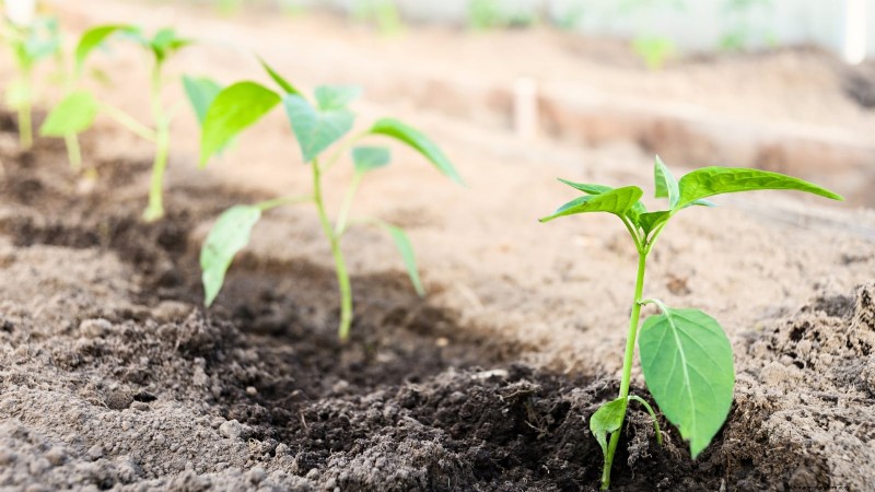 Optimal Pepper Plant Spacing: Maximize Yield & Growth