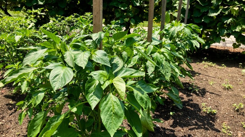 Optimal Pepper Plant Spacing: Maximize Yield & Growth