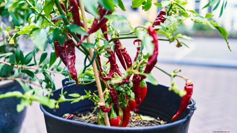 Optimal Pepper Plant Spacing: Maximize Yield & Growth
