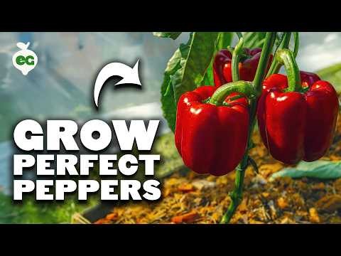 Grow Peppers in Raised Beds: A Guide to Abundant Yields