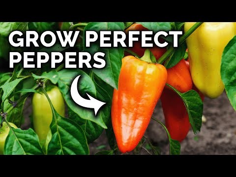 Grow Peppers in Raised Beds: A Guide to Abundant Yields