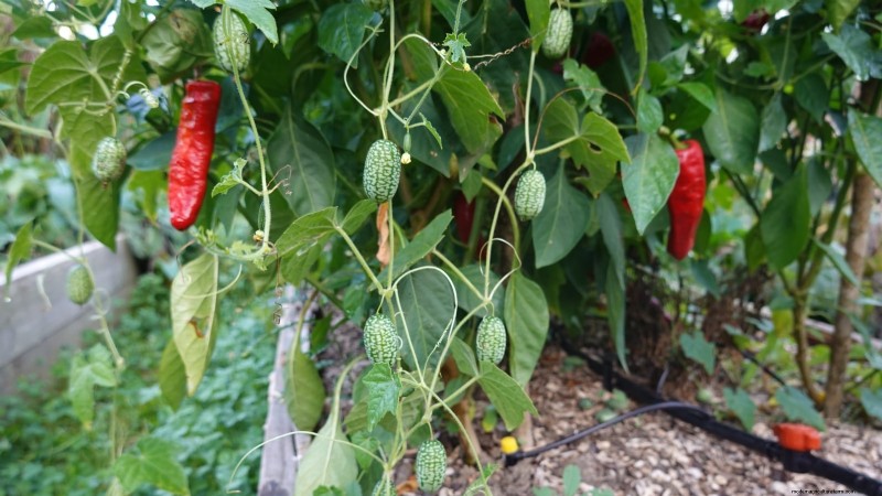 Grow Peppers in Raised Beds: A Guide to Abundant Yields