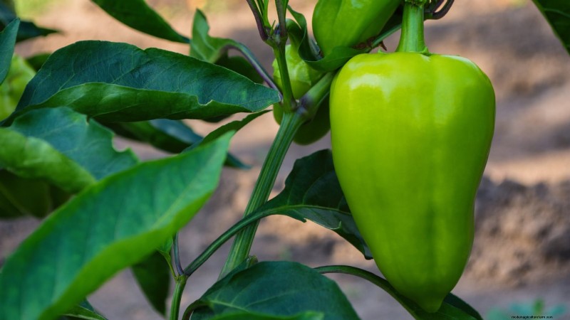 Grow Peppers in Raised Beds: A Guide to Abundant Yields