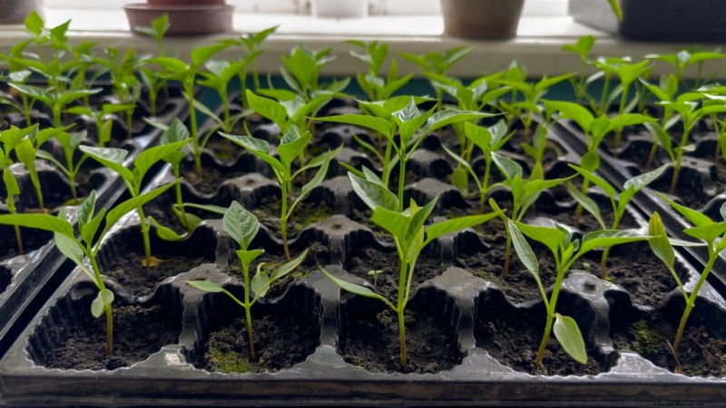 Grow Peppers in Raised Beds: A Guide to Abundant Yields