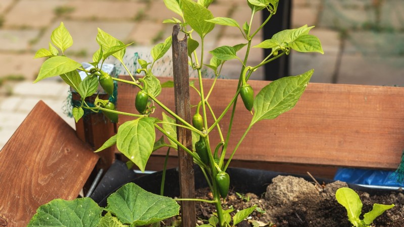 Grow Peppers in Raised Beds: A Guide to Abundant Yields