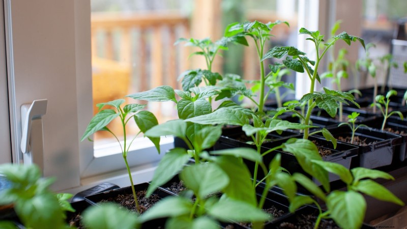 Grow Peppers in Raised Beds: A Guide to Abundant Yields