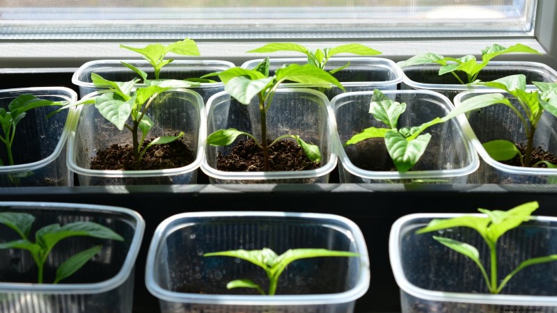 Grow Peppers in Raised Beds: A Guide to Abundant Yields