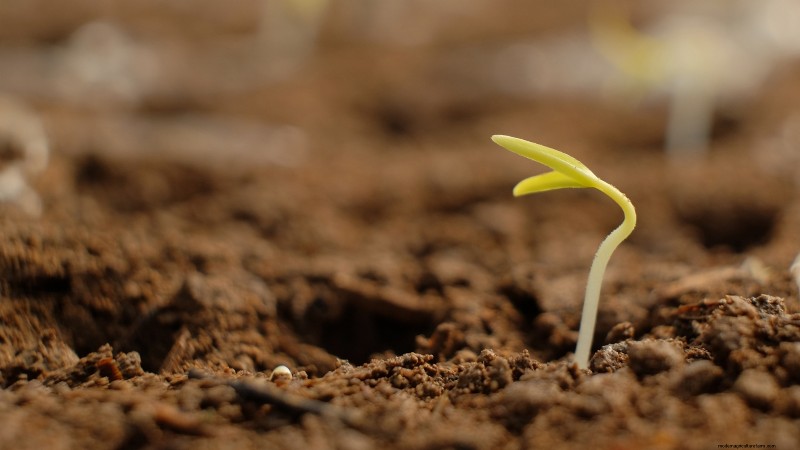 Grow Peppers in Raised Beds: A Guide to Abundant Yields
