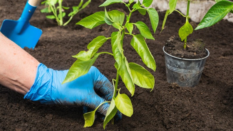 Grow Peppers in Raised Beds: A Guide to Abundant Yields