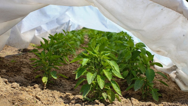 Grow Peppers in Raised Beds: A Guide to Abundant Yields