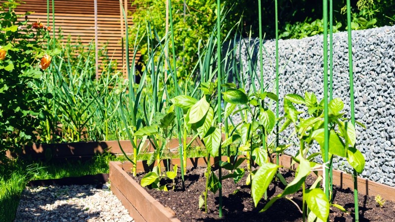 Grow Peppers in Raised Beds: A Guide to Abundant Yields